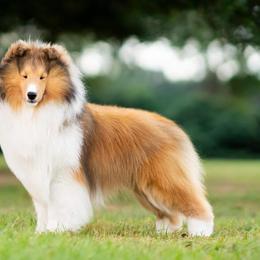 Shetland Sheepdogs from Shannon Shelties