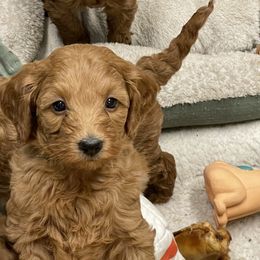 Goldendoodle Puppies from Coal Country Doodles