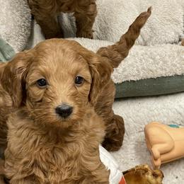 Goldendoodle Puppies from Coal Country Doodles