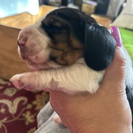 Basset Hound Puppies from Basset Hound Puppies of Michigan
