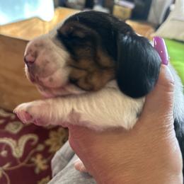 Basset Hound Puppies from Basset Hound Puppies of Michigan