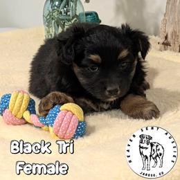 Zena - Black tri female Miniature Australian Shepherd puppy in Jaroso, Colorado from Heaven Sent Aussies