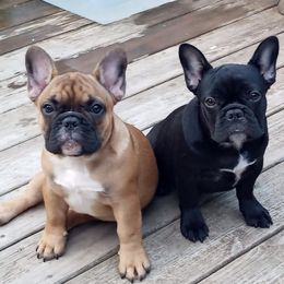 French Bulldog All Grown Up from Dana Riotte's French Bulldogs