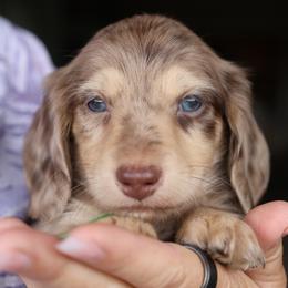 Green - Dapple male Dachshund puppy in Prunedale, California from Tiny Teckels Miniature Dachshunds