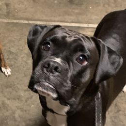 Cocoa - Boxer