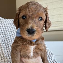 Tiger - Red  male Goldendoodle puppy in Gilbert, Arizona from DogHouse Doodles