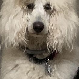 Poodles from Blondie’s Poodle Passion
