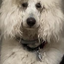 Poodles from Blondie’s Poodle Passion