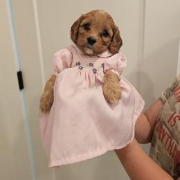Cavapoo Puppies from North Ranch Doodles