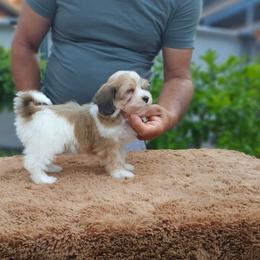 Cavachon, Cavalier King Charles Spaniel, Cavapoo, and Havanese Puppies from Peaks Pups & Cavachon Love Chocolate Cavaliers, Cavaliers, Cavachon’s, Cavapoos & Havanese