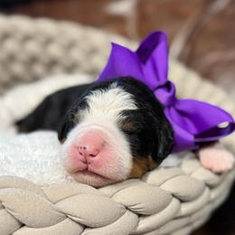 Patty(Melt) - Tri-color female Bernedoodle puppy in Rose Hill, North Carolina from Red Door Canines