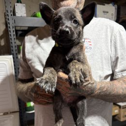 Girl3 - Black brindle female Dutch Shepherd puppy in Watertown, Connecticut from APACHE CANINE