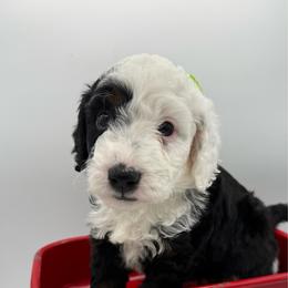 Green collar - Tri-color female Bernedoodle puppy in Camden, North Carolina from Luv My Doodle