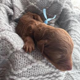 Light Blue - Red  male Poodle puppy in Lima, Ohio from Buckeye Red Standard Poodles