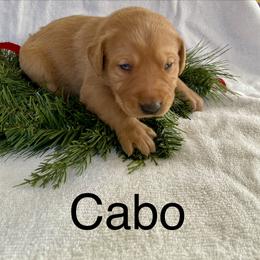 Cabo - Yellow male Labrador Retriever puppy in Mineral, Virginia from Canine Assist