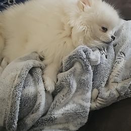 Pomeranian Puppies from Sparkle Plenty Poms
