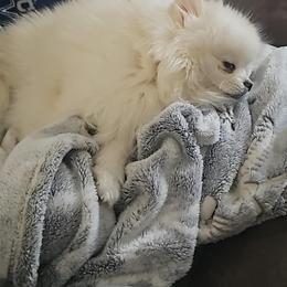 Pomeranian Puppies from Sparkle Plenty Poms