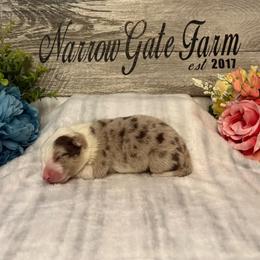 Boy 2 - White and red merle male Border Collie puppy in Moody, Texas from Narrow Gate Farm