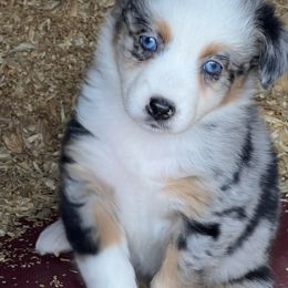 Australian Shepherd Puppies from Spectacular Aussies