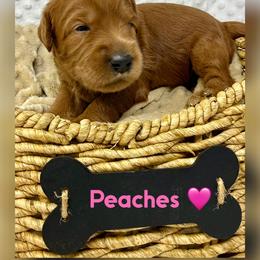 Peaches - Red female Australian Labradoodle puppy in Sacramento, California from Delta Breeze Labradoodles