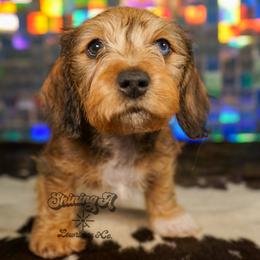 Pooh Bear - Dapple male Dachshund puppy in Mc Neil, Arkansas from Shining A Lowriders & Co.