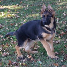 German Shepherd Puppies from Shepherd Station