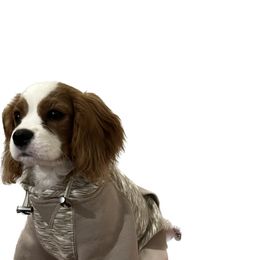 Cavalier King Charles Spaniel Puppies from AustinCavalier