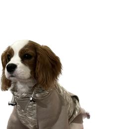 Cavalier King Charles Spaniel Puppies from AustinCavalier
