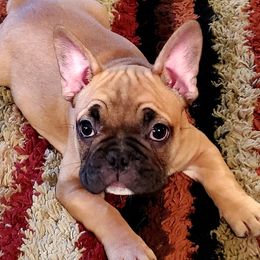 French Bulldogs from Edge Kennels