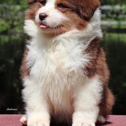 Australian Shepherd and Golden Retriever Puppies from Shadomoon