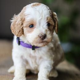 Mabel - Apricot female Labradoodle puppy in Crete, Nebraska from Doodles & Co