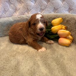 Kelly - Red  female Goldendoodle puppy in Bucyrus, Missouri from Hill Top Pomskies