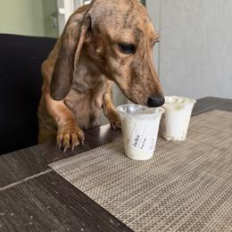 Pumpkin - Dachshund
