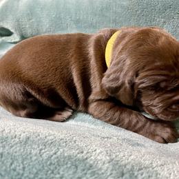 Yellow - Liver female German Shorthaired Pointer puppy in Aberdeen, Idaho from Idaho GSP