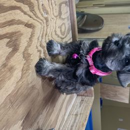 Miniature Schnauzer Puppies from Circle R Ranch