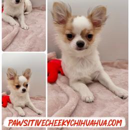 Dutch - Sable spotted white male Chihuahua puppy in Williamsburg, Virginia from PAWSitive Cheeky Chihuahuas