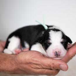 Tulle - Black and white female Border Collie puppy in Conway, Missouri from 2J 2K Border Collies | Maremma Sheepdogs