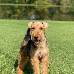 Ruby - Welsh Terrier