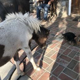 Yorkshire Terrier Puppies from Happy Little Yorkies