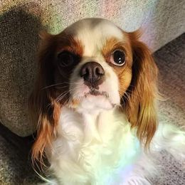 Georgia - Cavalier King Charles Spaniel