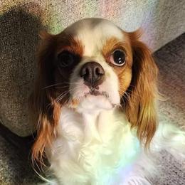 Georgia - Cavalier King Charles Spaniel