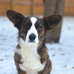 Peppa - Cardigan Welsh Corgi