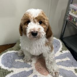 Dolly - Blenheim female Cavapoo puppy in Columbus, Montana from Montanas Mountain Bernedoodles