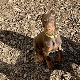 Doberman Pinscher Puppies from Von Schaaf Haus DuPree