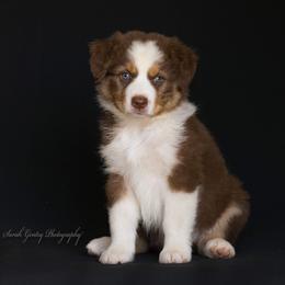 Aussiedoodle and Australian Shepherd Puppies from SS Australian Shepherds and Aussiedoodles