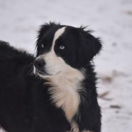 Australian Shepherd puppies from Texas Bluebonnet Herders