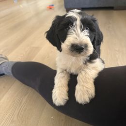 Zuli - Black and white female Old English Sheepdog puppy in Acton, California from Fab OES