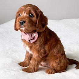 Cavapoo Puppies from Wonderful World Doodles