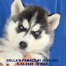 DELLA'S FEMALE 1 - Black and white female Siberian Husky puppy in Manilla, Iowa from Bruck's Siberian Huskies