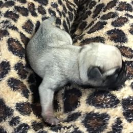 Boy 3 - Fawn male Pug puppy in Lookout, West Virginia from Khloe’s WV Pugs